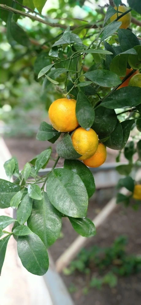 Лимоны Пондероза и золотые мандарины в ботаническом саду Петропавловска